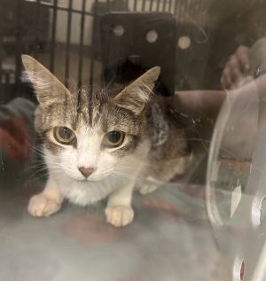Primary Color White Secondary Color Tabby Weight 55lbs Age 2yrs 0mths 0wks