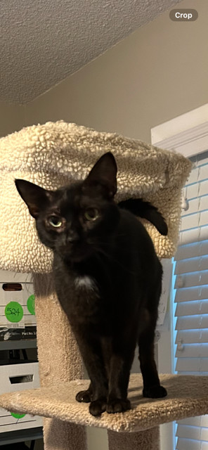 Salem - The Shadow of the Jungle Bombay Cat