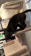 Salem - "Parlor Panther" ...Shadow of the Jungle photo 2
