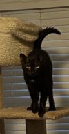Salem - &#34;Parlor Panther&#34; ...Shadow of the Jungle photo 3