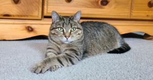 Breck--bonded with Vail, Baby Male Domestic Short Hair