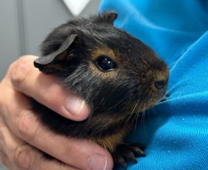 Dumbledore, Baby Male Guinea Pig