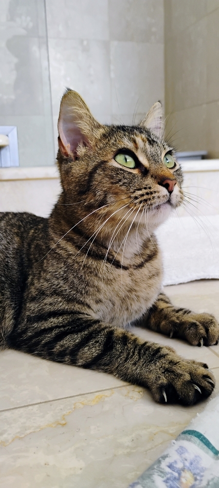 Rosemary, an adoptable Domestic Short Hair in Fort collins, CO, 80526 | Photo Image 1