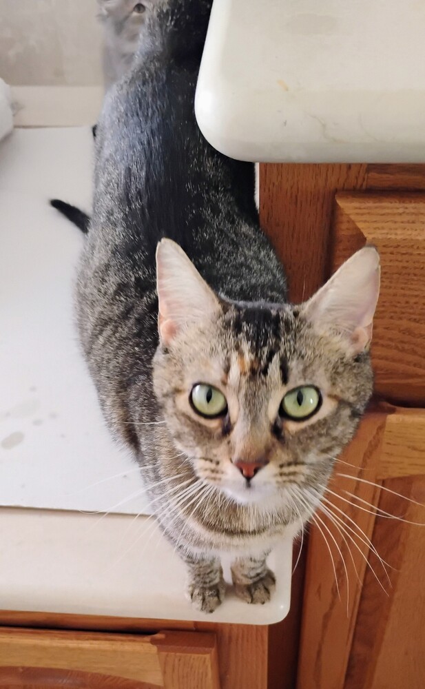 Rosemary, an adoptable Domestic Short Hair in Fort collins, CO, 80526 | Photo Image 2