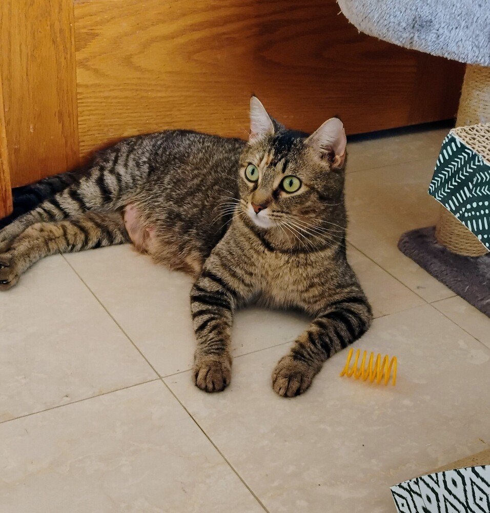 Rosemary, an adoptable Domestic Short Hair in Fort collins, CO, 80526 | Photo Image 3