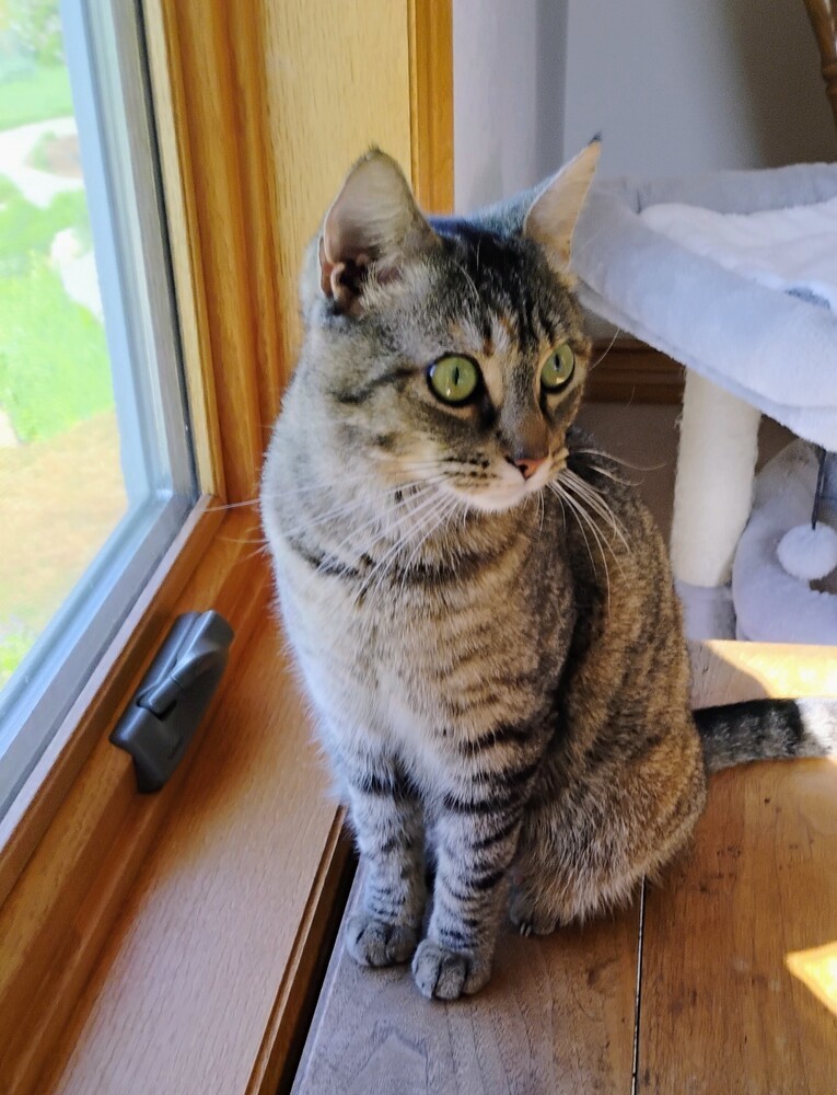 Rosemary, an adoptable Domestic Short Hair in Fort collins, CO, 80526 | Photo Image 4