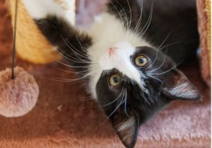 Brandy, Baby Female Domestic Short Hair