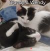 Brandy photo 2