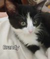 Brandy photo 3