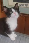 Brandy photo 4
