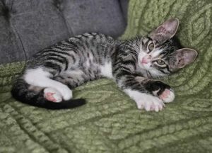 Sai Sai, Baby Female Domestic Short Hair