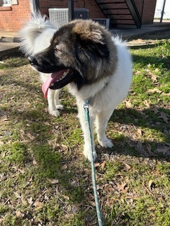 Bluto Bear