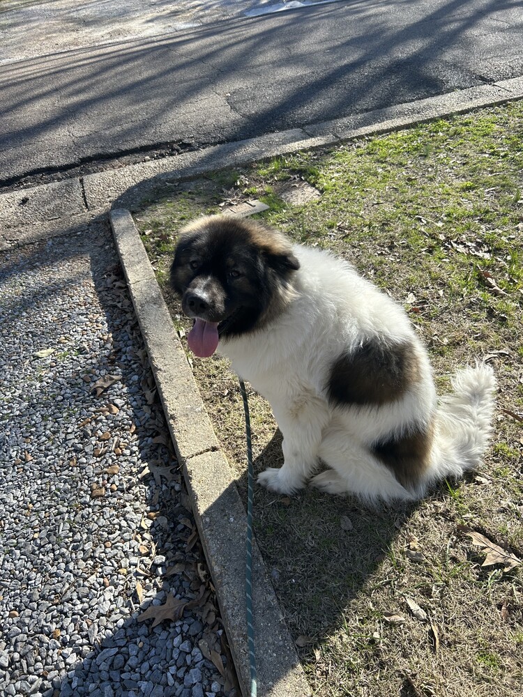 Bluto Bear