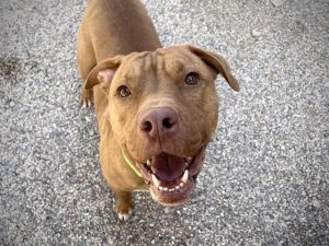 SOCKS, Young Male Pit Bull Terrier