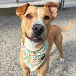 KEIR*, Adult Male Carolina Dog