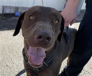 MEMPHIS*, Young Male Labrador Retriever