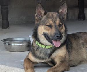 GINSENG*, Young Male German Shepherd Dog