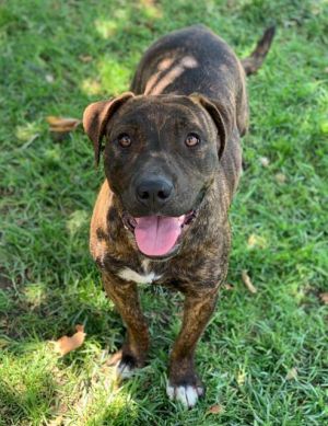 CORA, Young Female Pit Bull Terrier