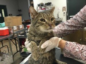 JET, Senior Male Domestic Short Hair
