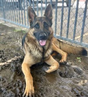 FONZY, Adult Male German Shepherd Dog