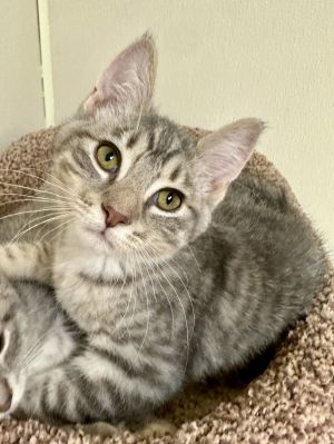 Jupiter, Baby Male Domestic Short Hair