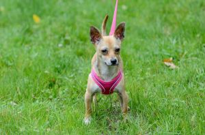 Chico, Adult Male Chihuahua