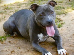 ANNIE HOWE, Adult Female American Staffordshire Terrier