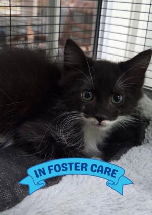 Hi Im Mickey Ive had a great time growing up with my brother in a foster home but now that