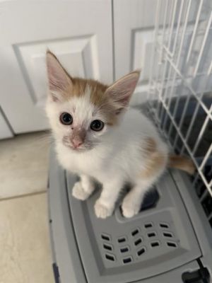 Hey there Im Chowder Im a playful cuddly boy is full of energy and sweet snuggles Ive loved g