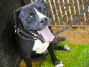 GOOT Labrador Retriever Dog