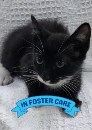 Hiya Im Vinnie a sweet kitty whose been growing up in a foster home with my brother but now Im