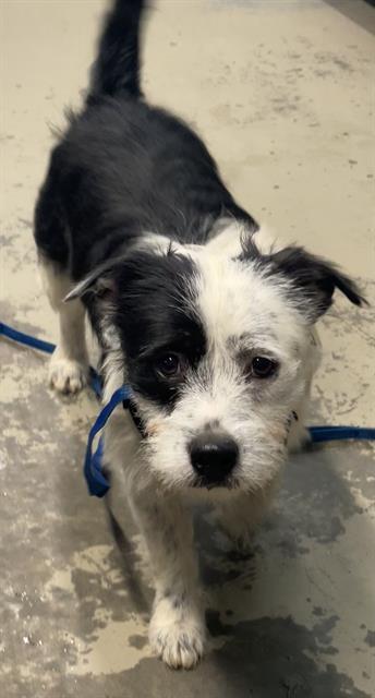 DIGGIE SMALLS, an adoptable Havanese, Mixed Breed in Tallahassee, FL, 32311 | Photo Image 1