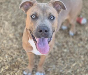 WALDO, Young Male Labrador Retriever