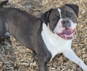 TEMPLE, Young Female Pit Bull Terrier
