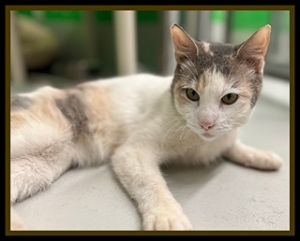 RHONDA, Adult Female Domestic Short Hair