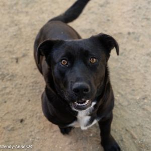 SHADE, Young Female Labrador Retriever