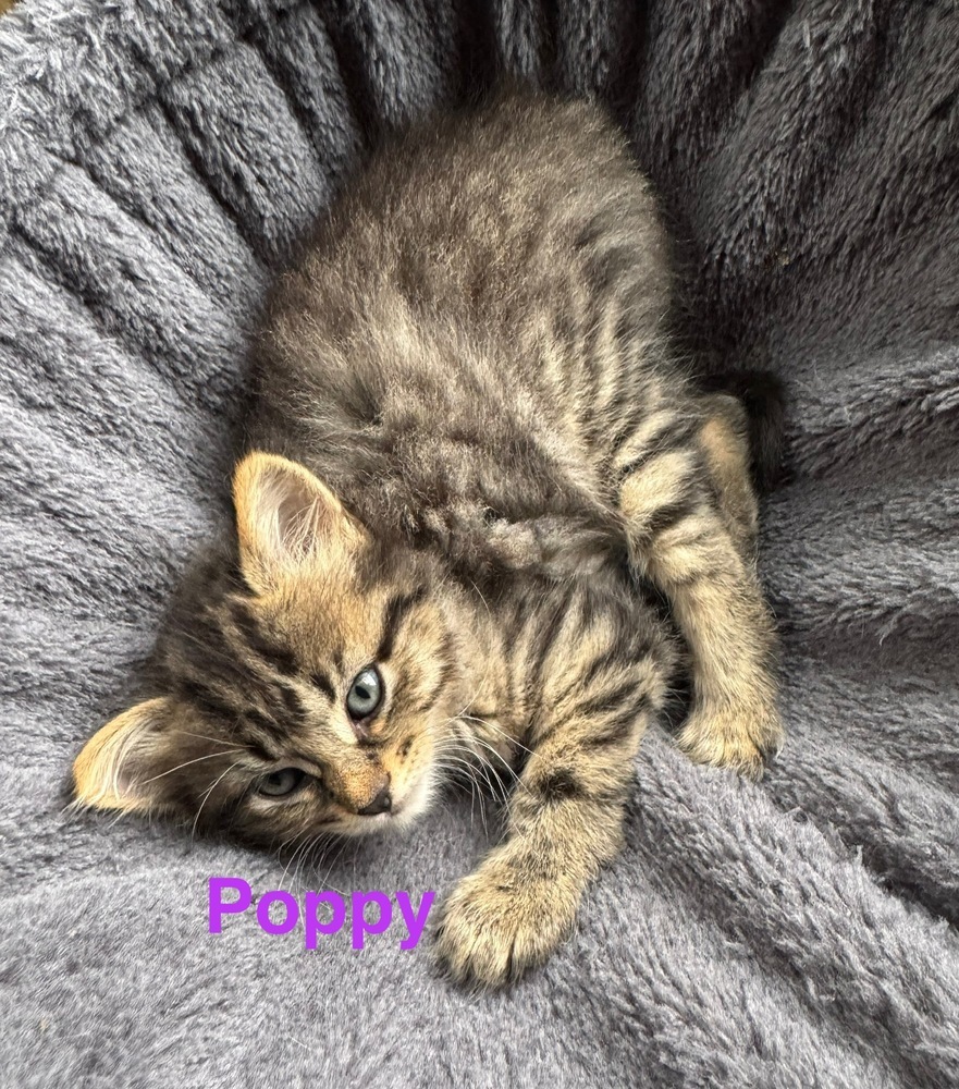 Poppy