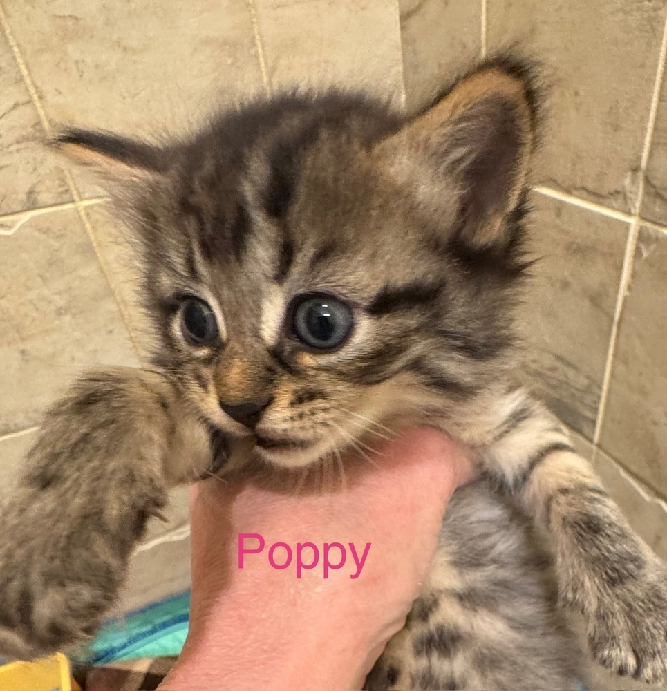 Poppy