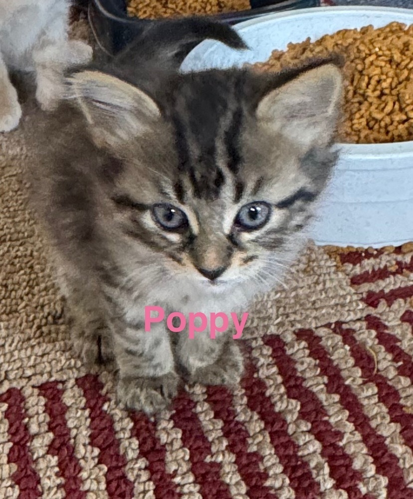 Poppy
