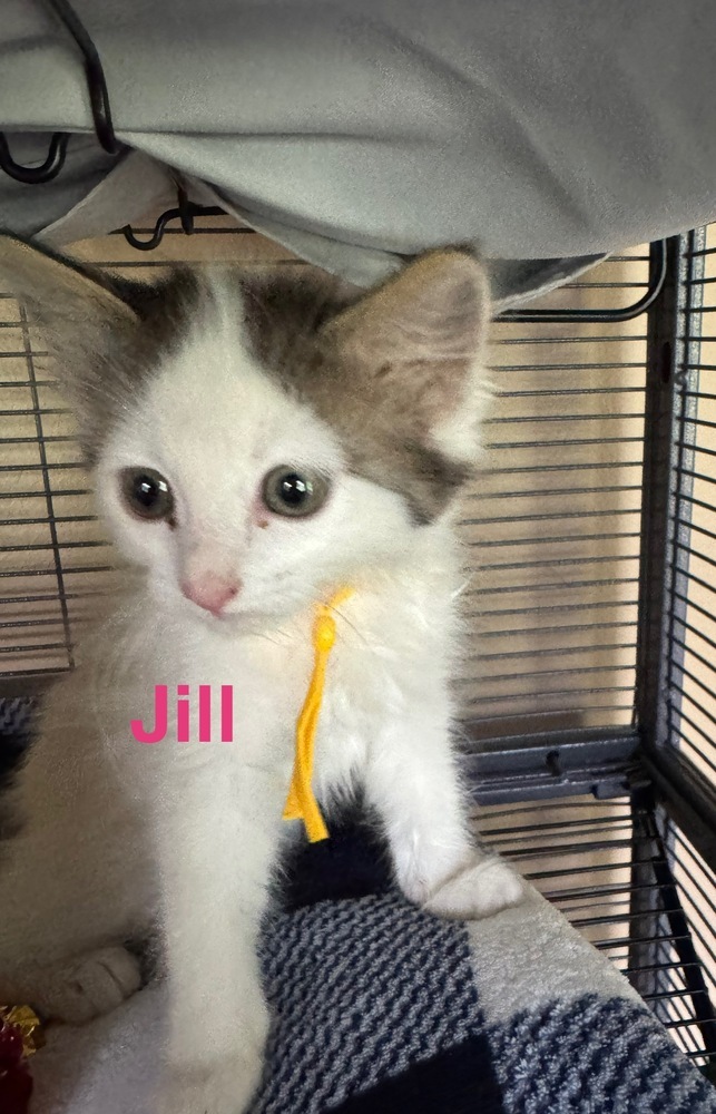 Jill