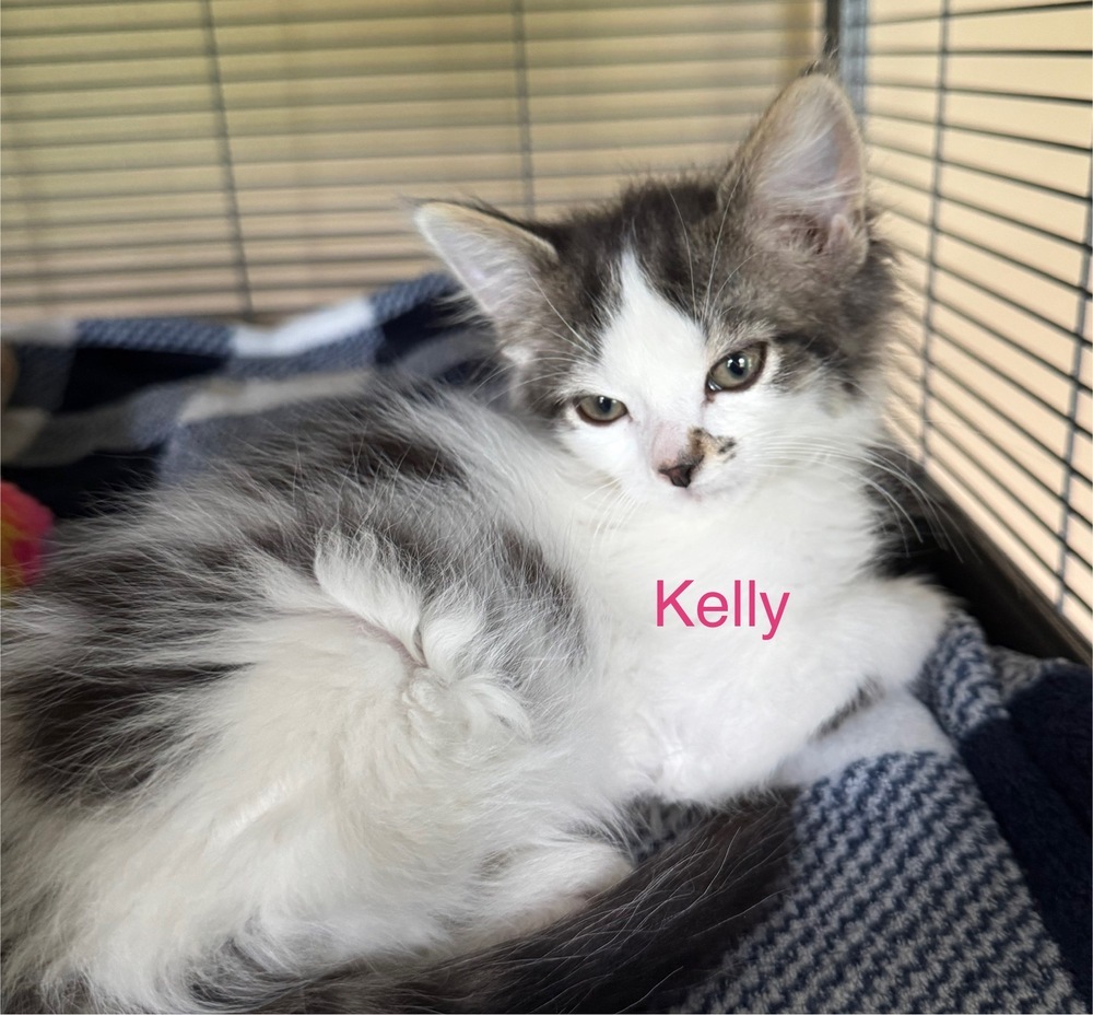 Kelly
