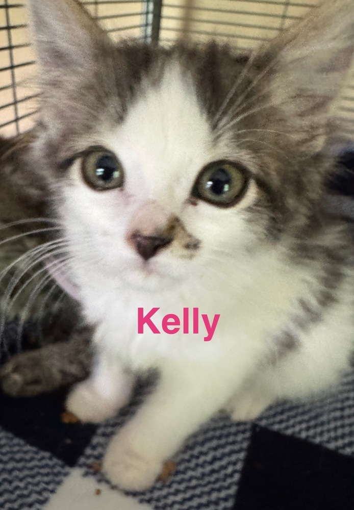 Kelly
