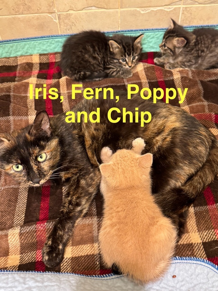 Iris
