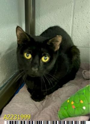 NELLIE, Young Female Domestic Short Hair