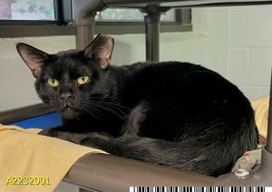 NARS, Young Male Domestic Short Hair