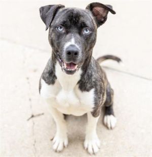 MAX, Young Male Pit Bull Terrier