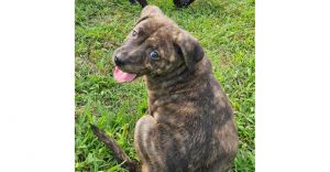 Major, Baby Male Labrador Retriever