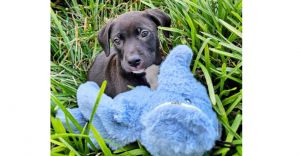Clio, Baby Female Labrador Retriever
