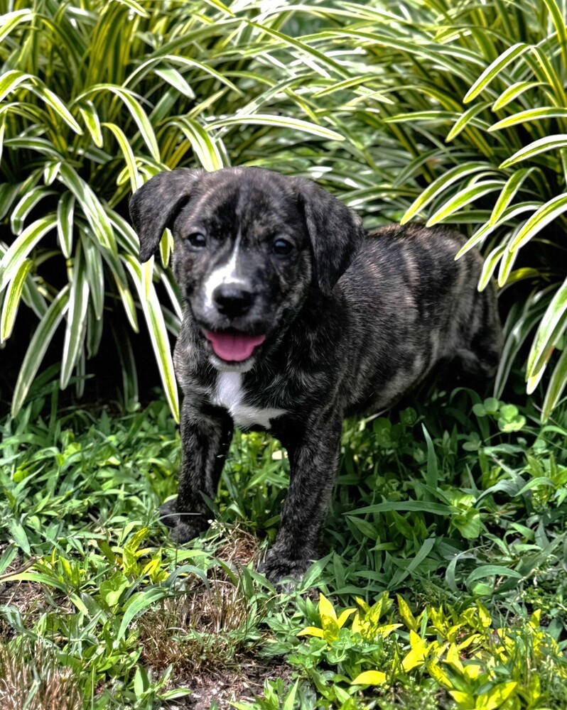 Apollo