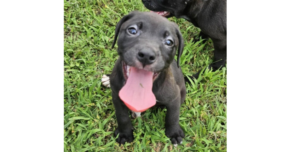 Calypso